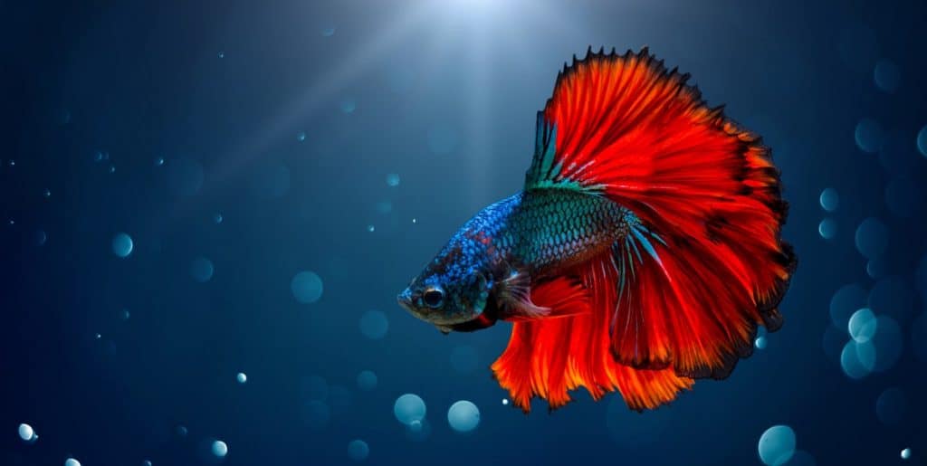 Do Betta Fish Make Good Pets? 7 Pros 