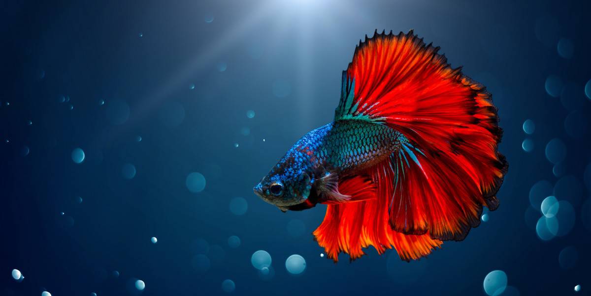 Do Betta Fish Make Good Pets? 7 Pros and Cons – Family Pet Planet