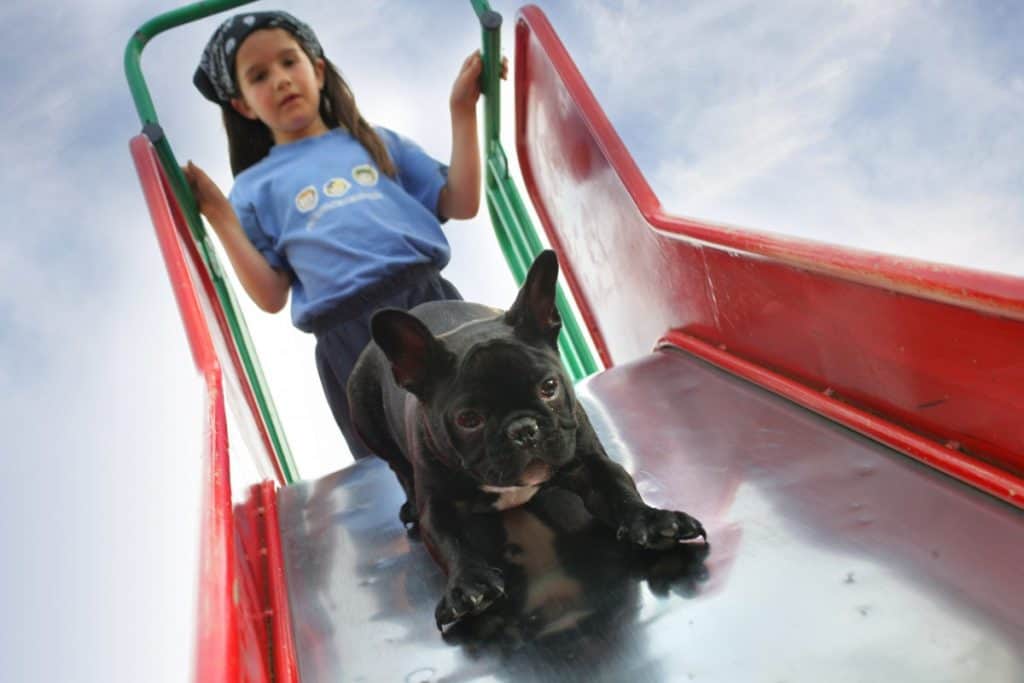 Are Dogs Allowed In Children s Playgrounds Family Pet Planet