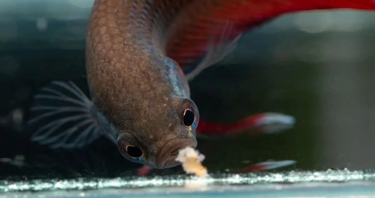 betta fish being fed