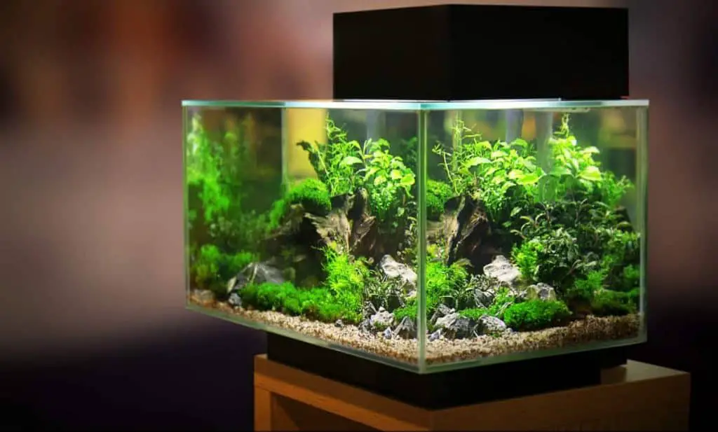 Betta Fish: Recommended Tank Size And Requirements – Family Pet Planet