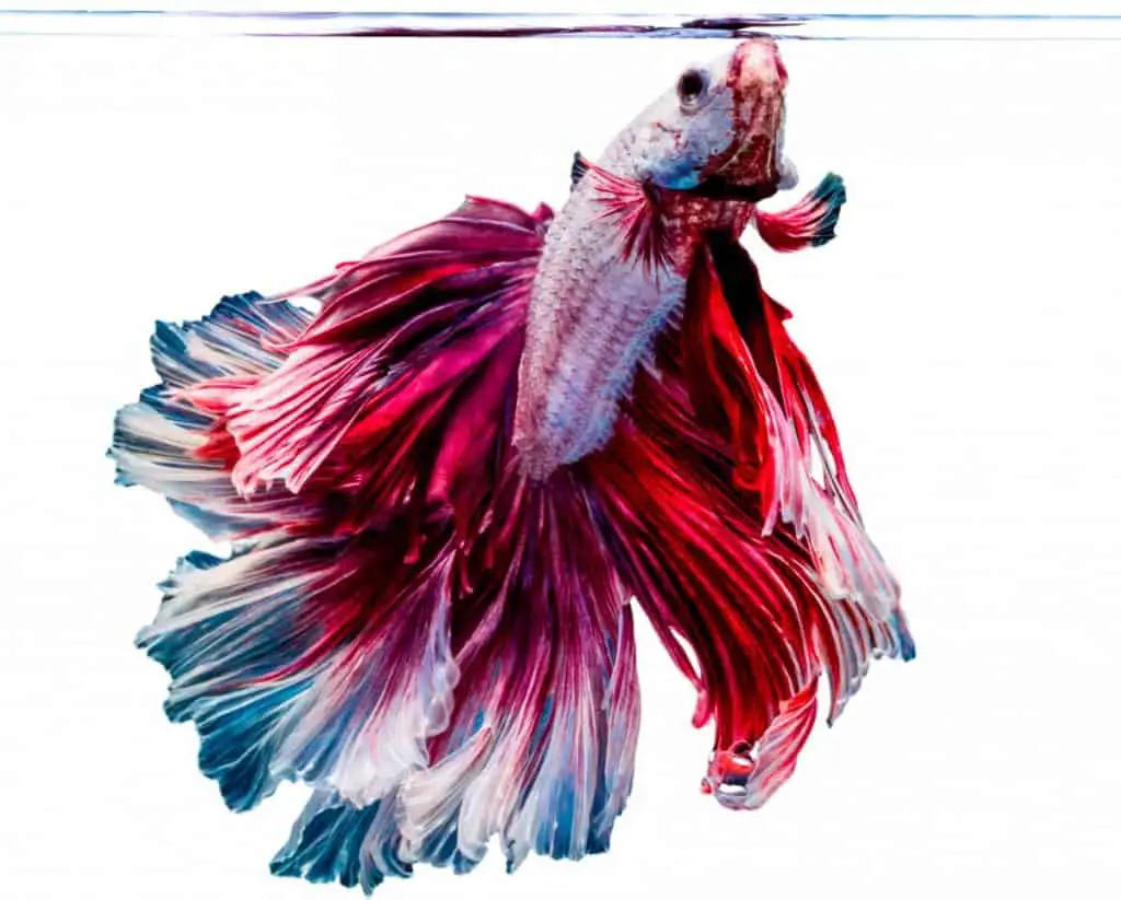 Why Betta Fish Gulp Air & How It Affects Their Care Needs – Family Pet Planet