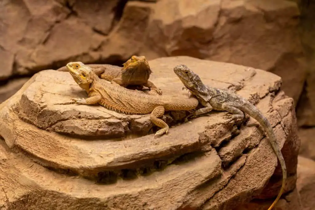 can-bearded-dragons-live-together-a-safety-guide-family-pet-planet