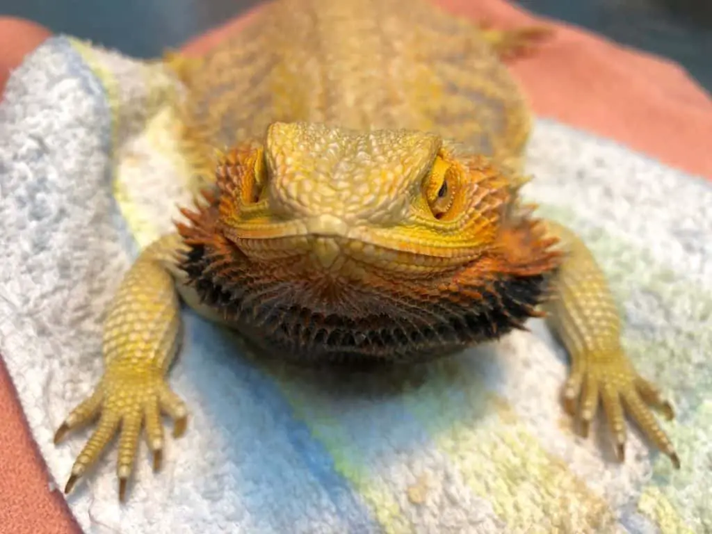 How to Recognize and Treat Bearded Dragon Impaction – Family Pet Planet