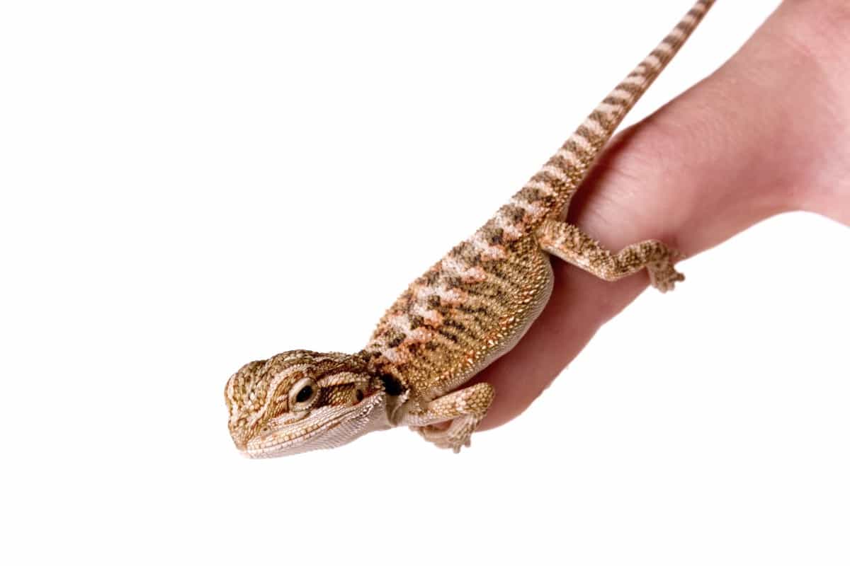 How To Pick Up And Handle A Baby Bearded Dragon Family Pet Planet