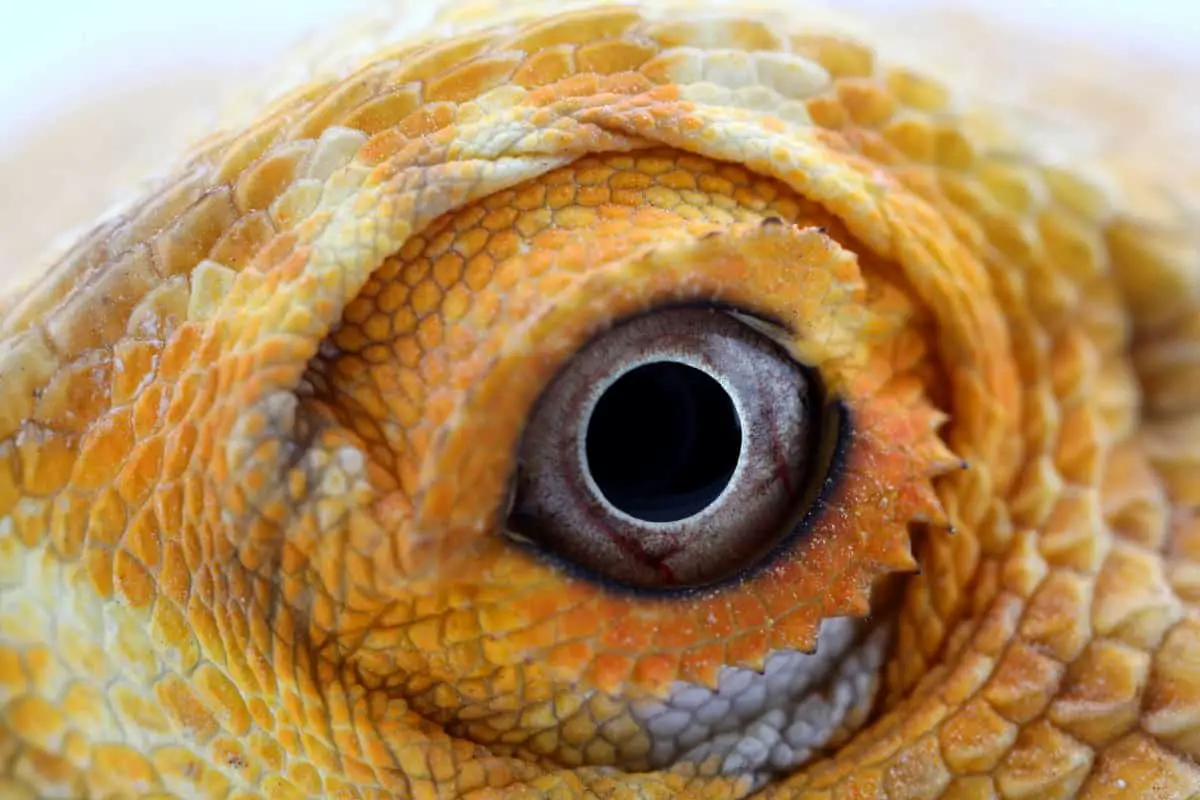 Dark Circles Under Bearded Dragons Eyes