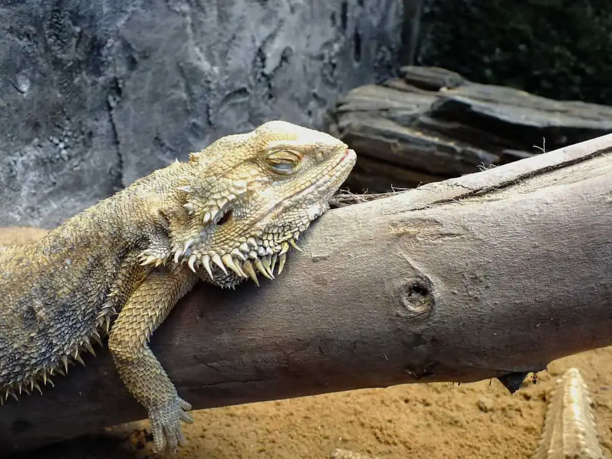 10 Reasons Your Bearded Dragon Is Sleeping So Much Family Pet Planet