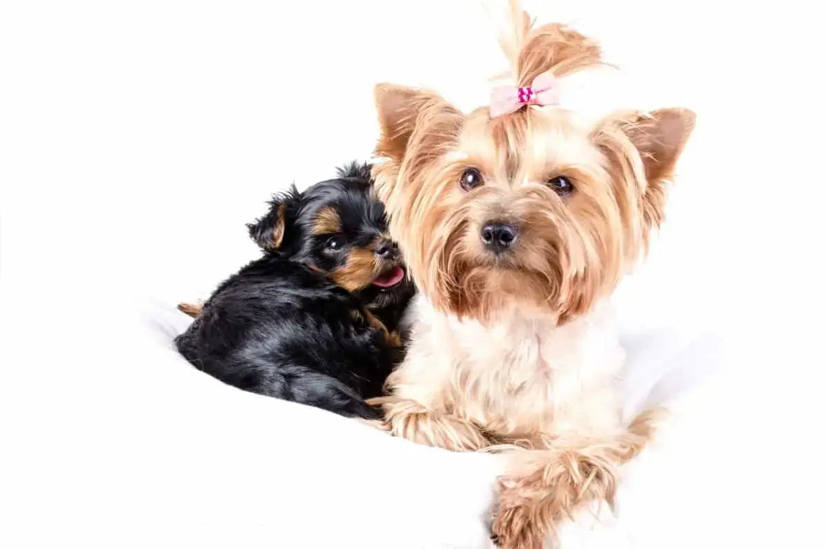When Can Yorkie Puppies Leave Their Mother Family Pet Planet