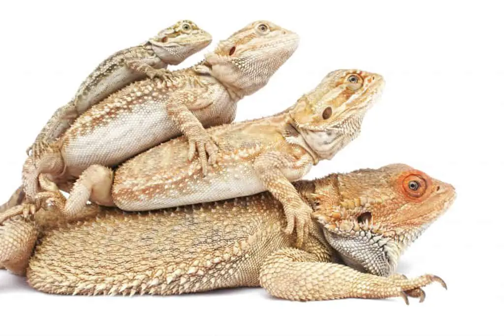 How Big And How Fast Do Bearded Dragons Grow Family Pet Planet