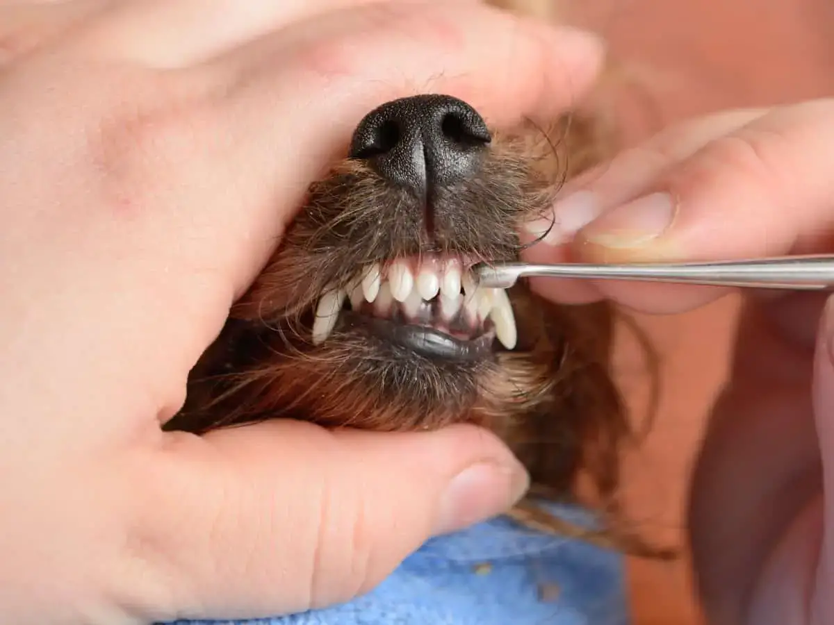 do dogs lose all of their teeth