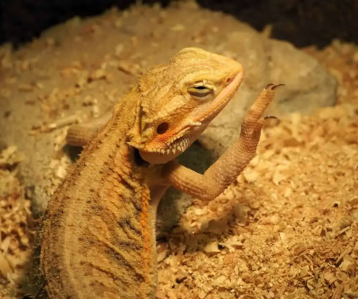 why is my bearded dragon twitching