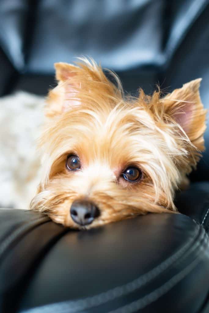 how can you tell if a yorkie is purebred