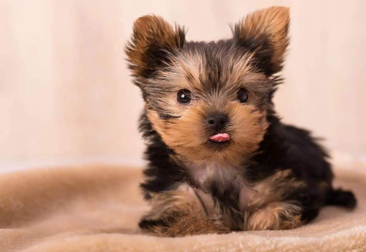 Why A Yorkie Puppy Drools & How You Can Help Family Pet