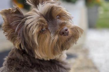 are chocolate yorkies rare