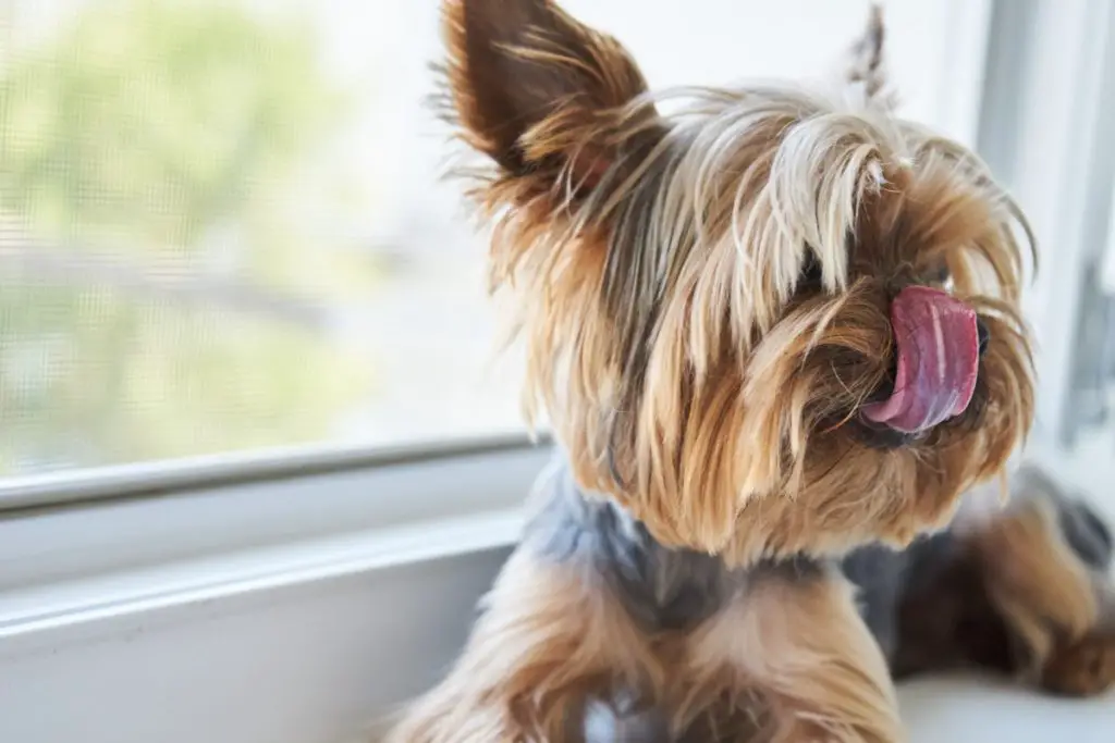 10 Reasons Your Yorkie Licks Everything 