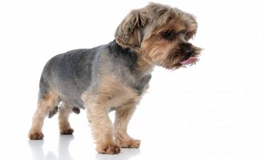 why do yorkshire terriers lick so much