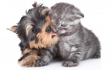 why do yorkshire terriers lick so much