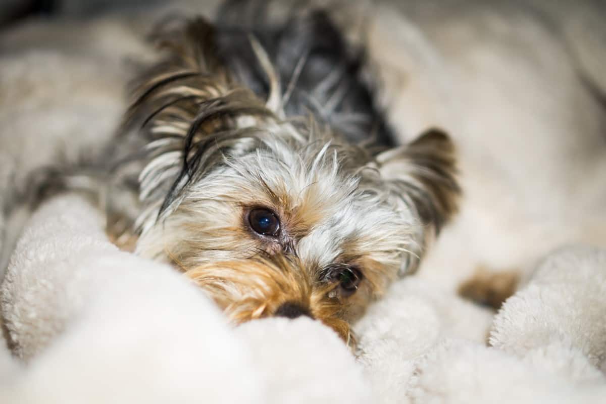 6 Ways to Help a Constipated Yorkie – Family Pet Planet