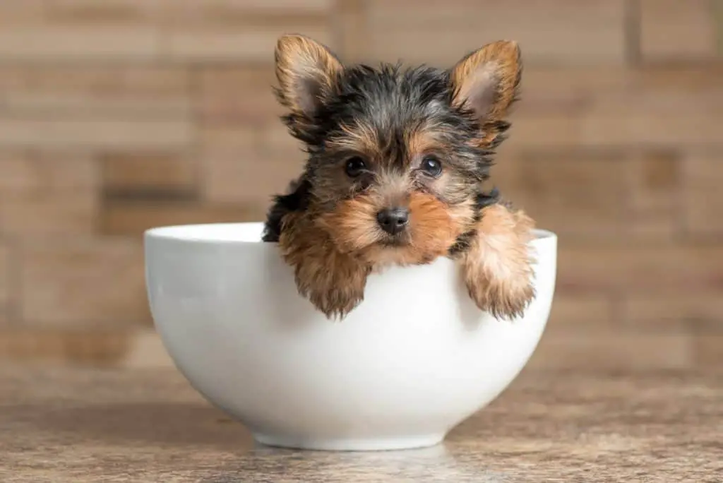 A Guide to Yorkie Size, Weight and Growth Rate