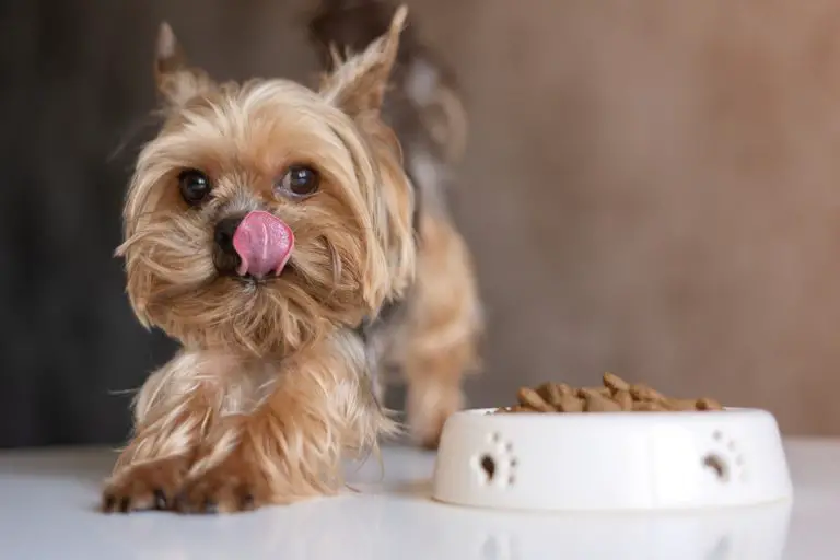 6 Ways to Help a Constipated Yorkie Family Pet