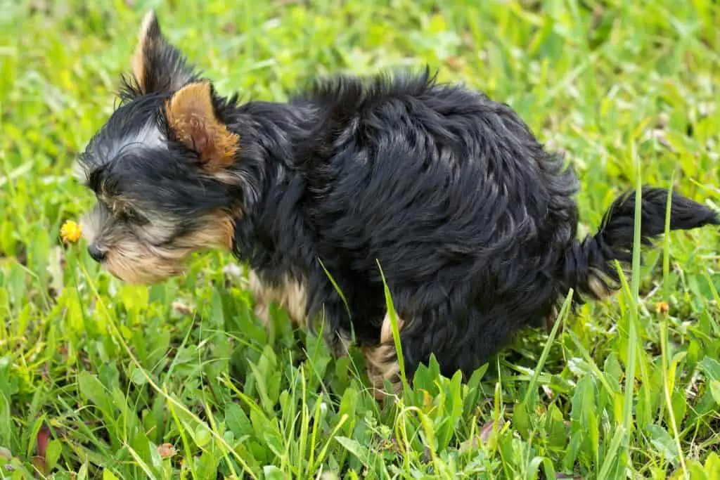 6 Ways to Help a Constipated Yorkie 