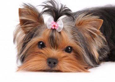 why do yorkies stare at you