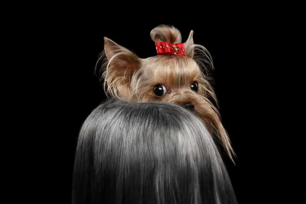Do Yorkies Need Their Tails Docked? The Myths vs. the Facts
