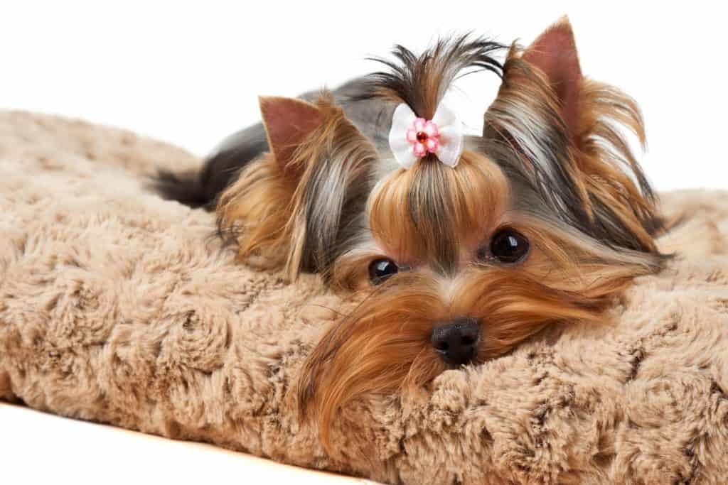 Yorkshire Terriers as Pets - The Good, the Bad & the ...