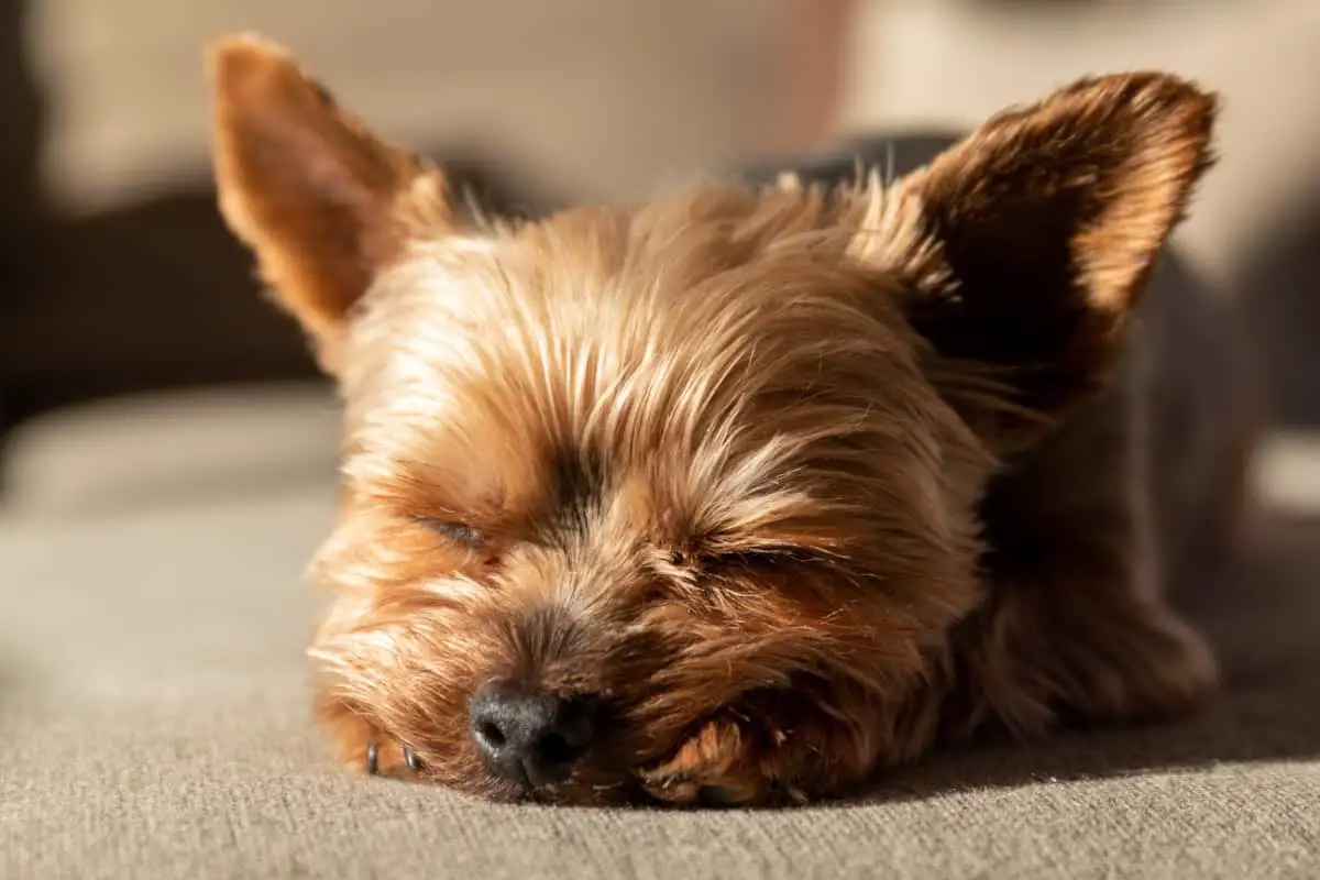 Yorkshire Terriers as Pets The Good, the Bad & the Cuddly Family