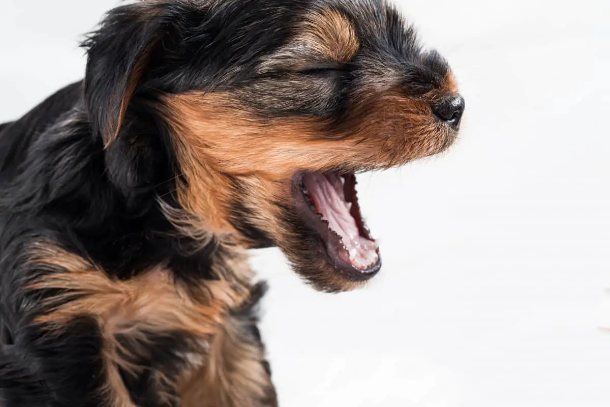 yorkie breath stinks