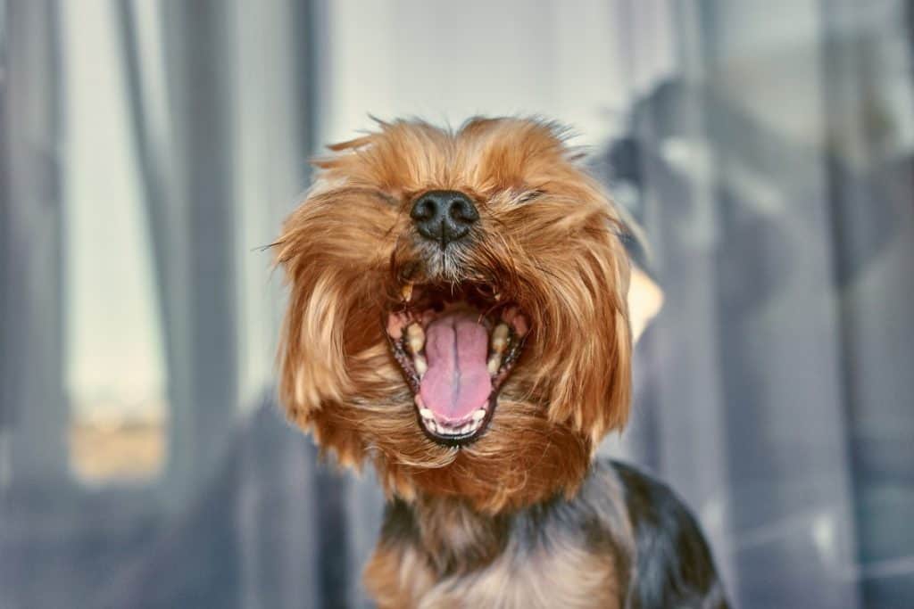 yorkie breath stinks