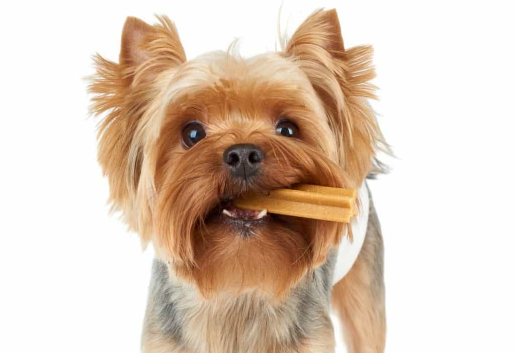 my yorkie has bad breath