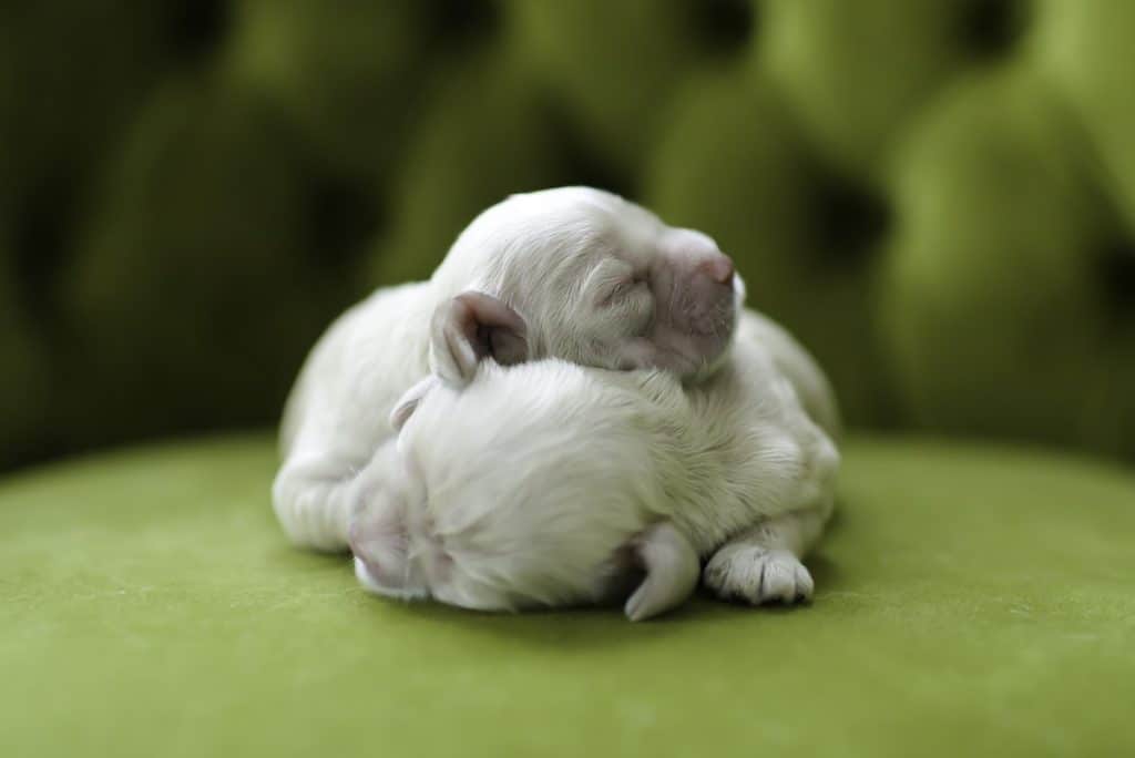 flea treatment for newborn puppies