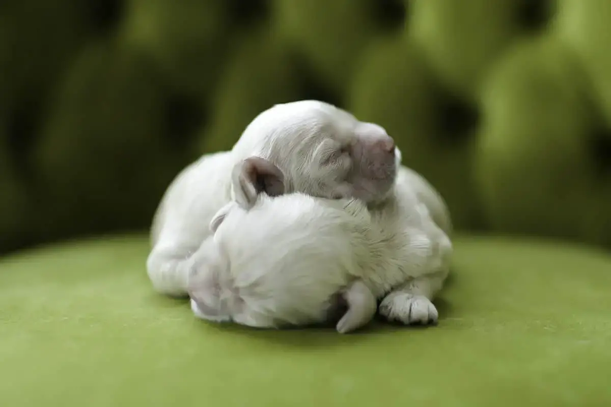 How to Care for Newborn Puppies: The Complete Guide – Family Pet Planet How to Care for Newborn Puppies: The Complete Guide – Family Pet Planet