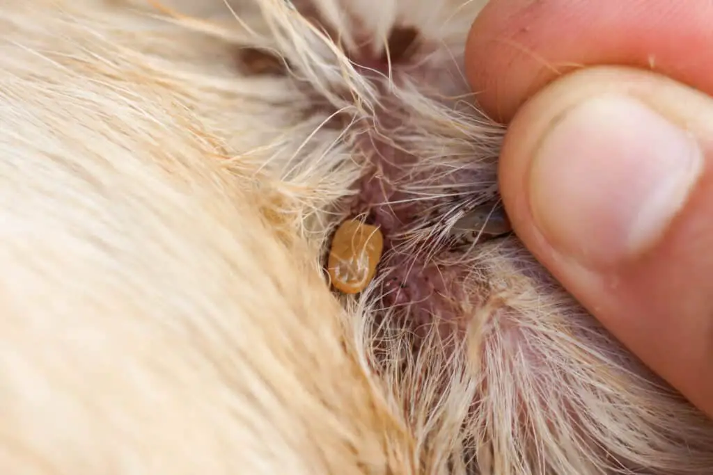 How Do Dogs Get Ticks? Protect Your Pet Family Pet