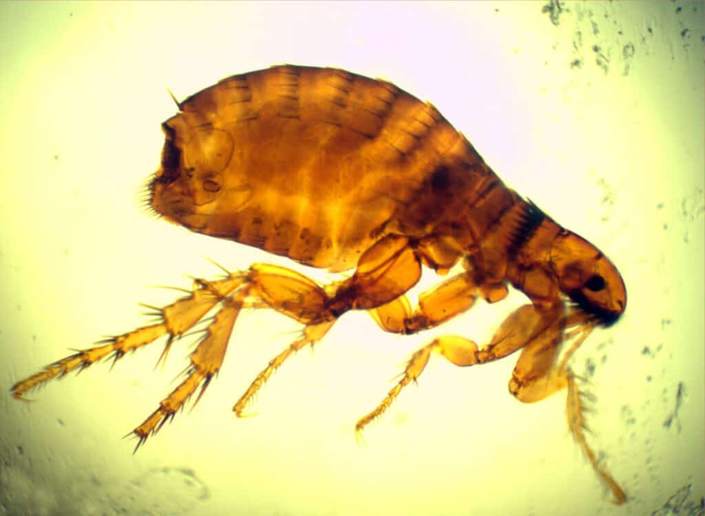 Will Fleas Go Away on Their Own? Flea Life Cycle & Habits Family Pet